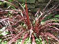 Jurred Festival Grass / Cordyline 